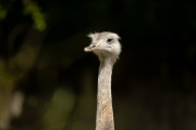 Z72_4156_Vogel