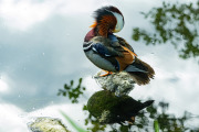 Z72_4162-Edit