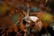 Z72_4560_Schnegg_n